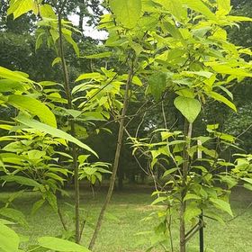 Photo of the plant species Cigar Tree by @YeahMandrake named Bruce Lee on Greg, the plant care app