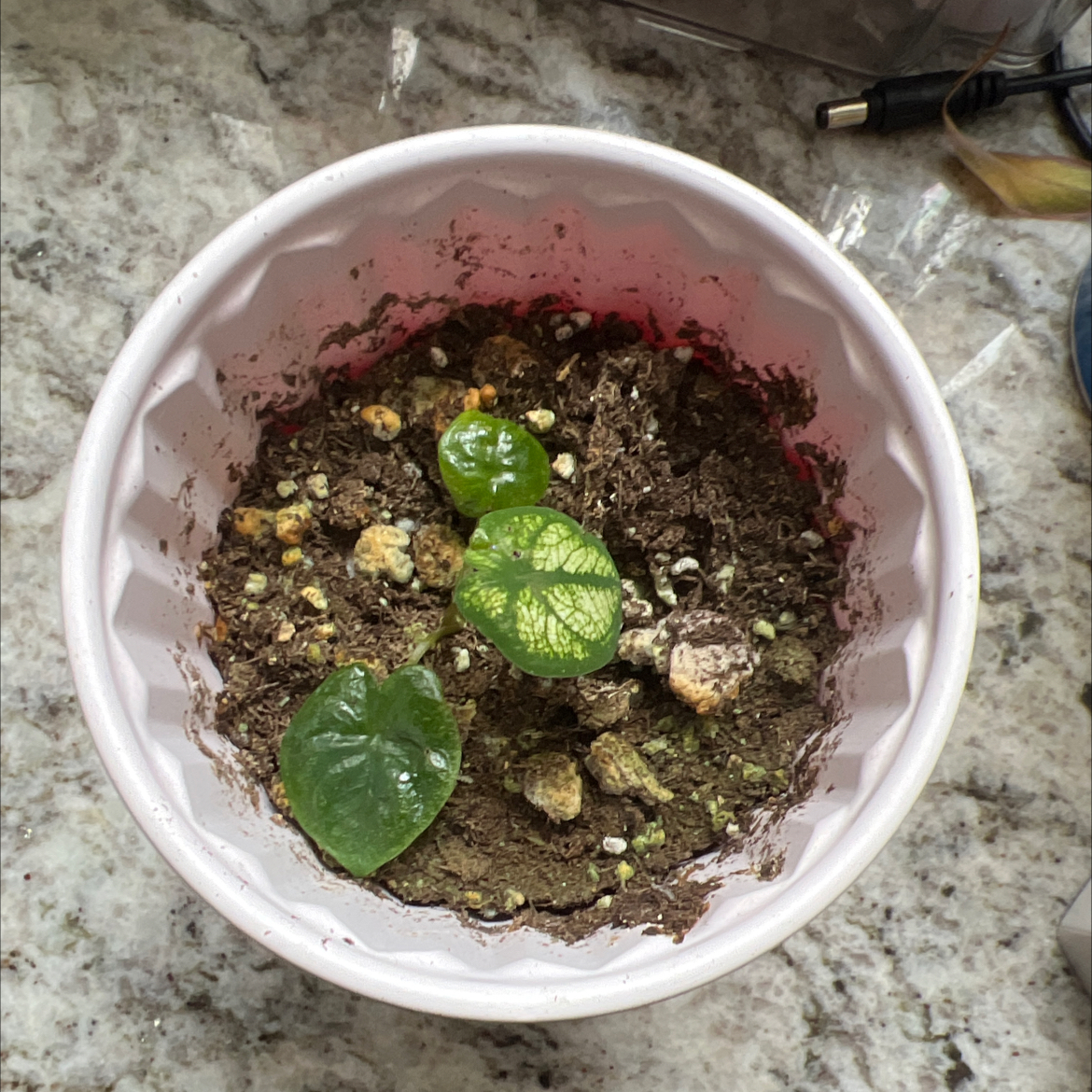Photo of the plant species Splash of Wine Caladium by @CapableCapsicum named Hamilton on Greg, the plant care app