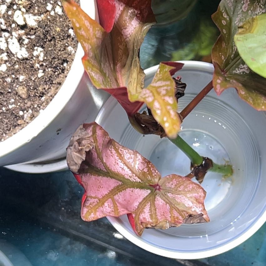Begonia Tiger Paws plant with some browning leaves in a container with visible soil and water.