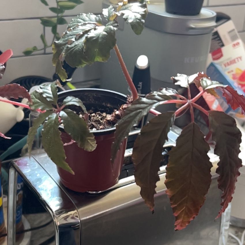 Photo of the plant species Begonia 'Burning Bush' by @CapableCapsicum named Dax on Greg, the plant care app