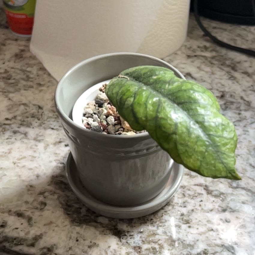 Photo of the plant species Hoya Svetlana by @CapableCapsicum named Clooney on Greg, the plant care app