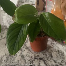 Photo of the plant species aureopinnata by @CapableCapsicum named Austen on Greg, the plant care app