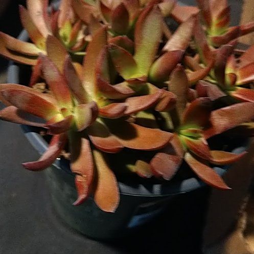 Photo of the plant species Crassula 'Burgundy' by @SubtleChards named Bigleef Smalls on Greg, the plant care app