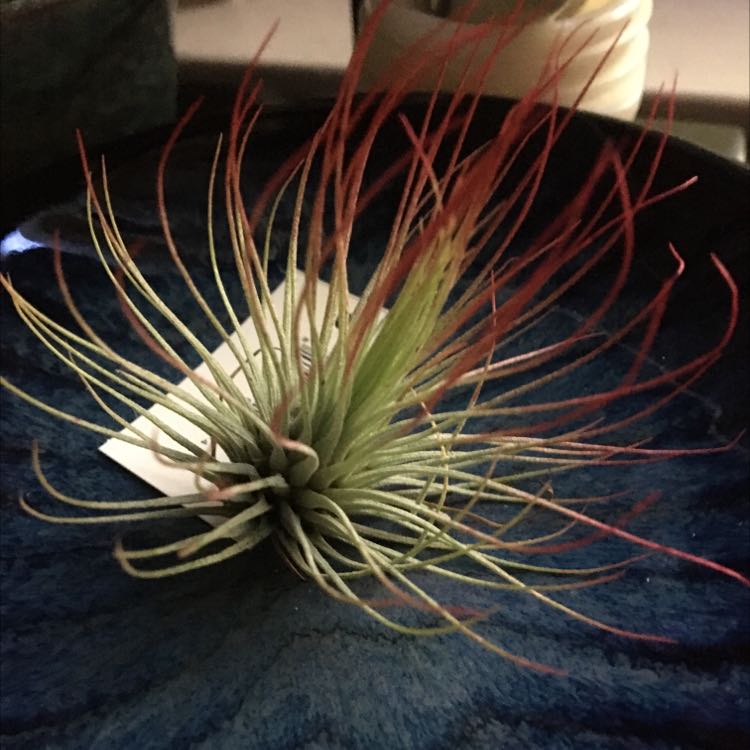 Tillandsia andreana plant with green and red-tipped leaves on a dark blue surface.