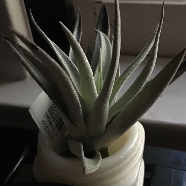 Tillandsia harrisii plant in a small container, appears healthy with firm, upright leaves.
