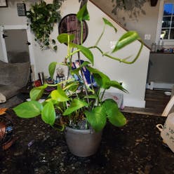 Jade Pothos plant