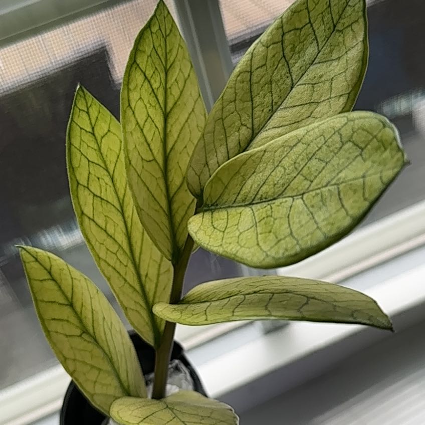 Chameleon ZZ Plant with green leaves and prominent veining, well-framed and in focus.