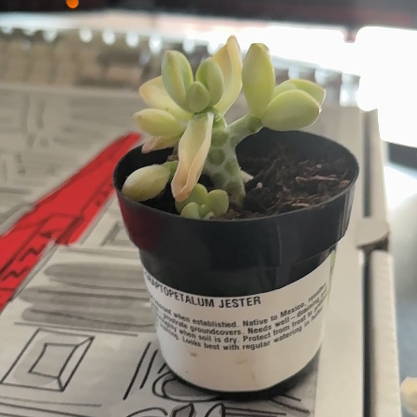 Photo of the plant species Graptopetalum Jester by Sam named Harmony on Greg, the plant care app