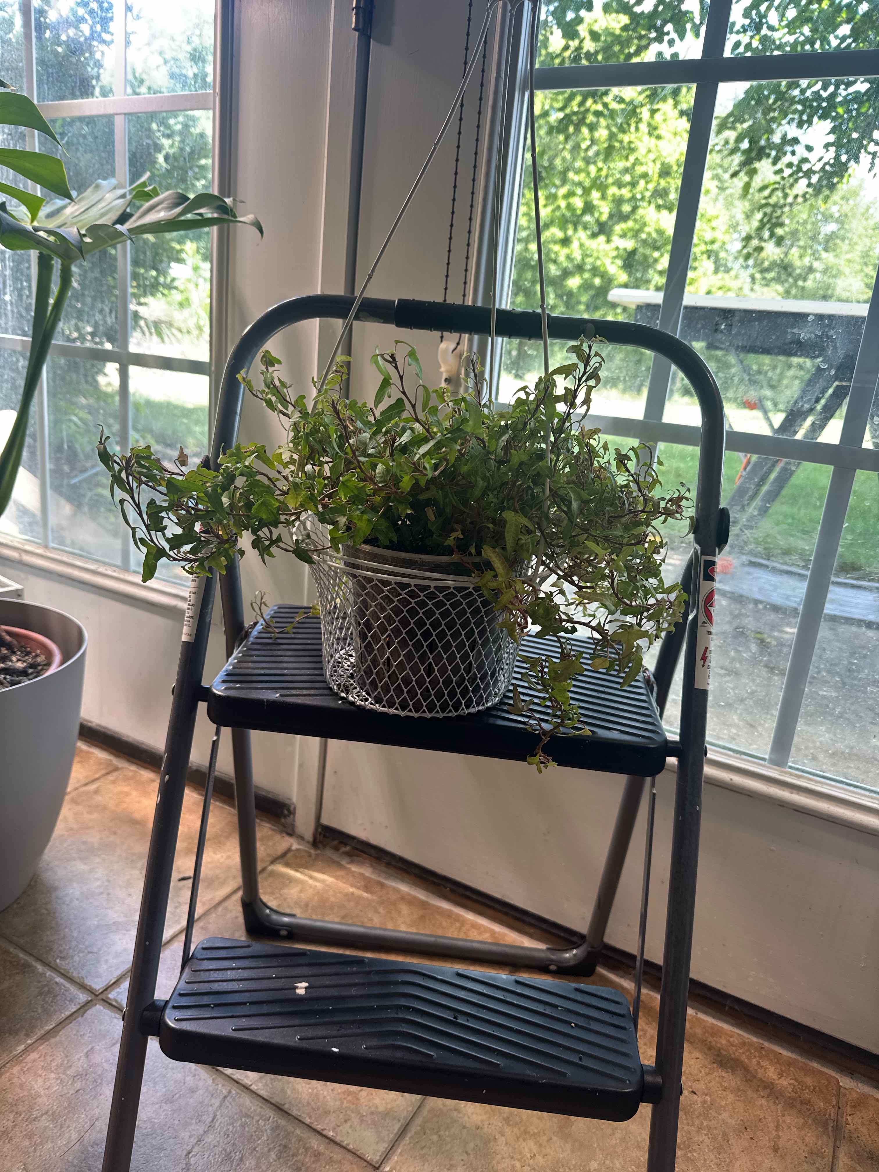 Photo of the plant species Little Hermann Ivy by @JunkMstrFlash named Irie on Greg, the plant care app