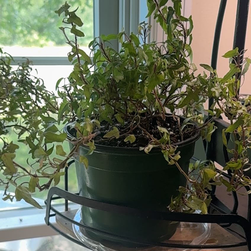 Photo of the plant species Little Hermann Ivy by @JunkMstrFlash named Busta on Greg, the plant care app