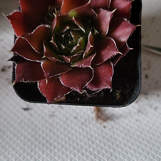Photo of the plant species Hen and Chickens by @plantstate named Fernie Saunders on Greg, the plant care app