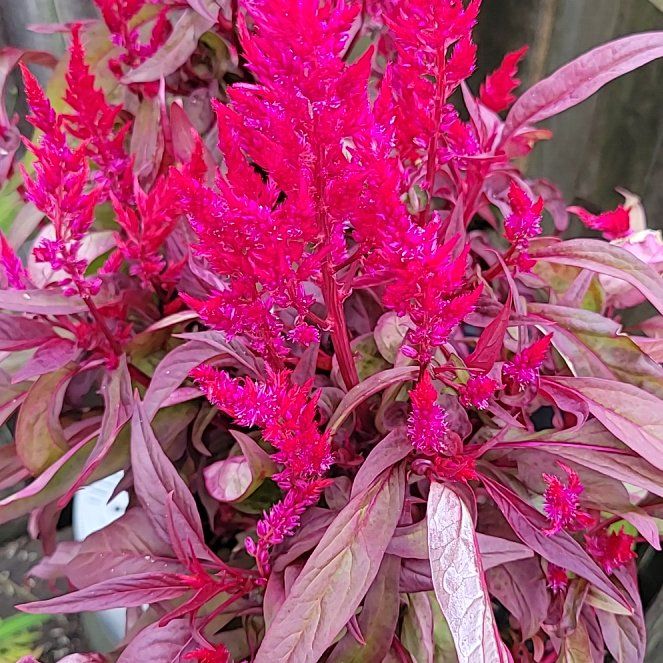 Celosia