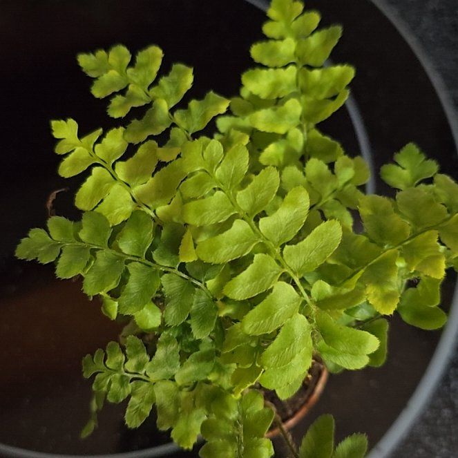 Photo of the plant species Green Spleenwort by @plantstate named James Dean on Greg, the plant care app