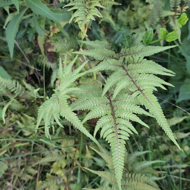Photo of the plant species Japanese Painted Fern by @plantstate named Orlando Bloom on Greg, the plant care app