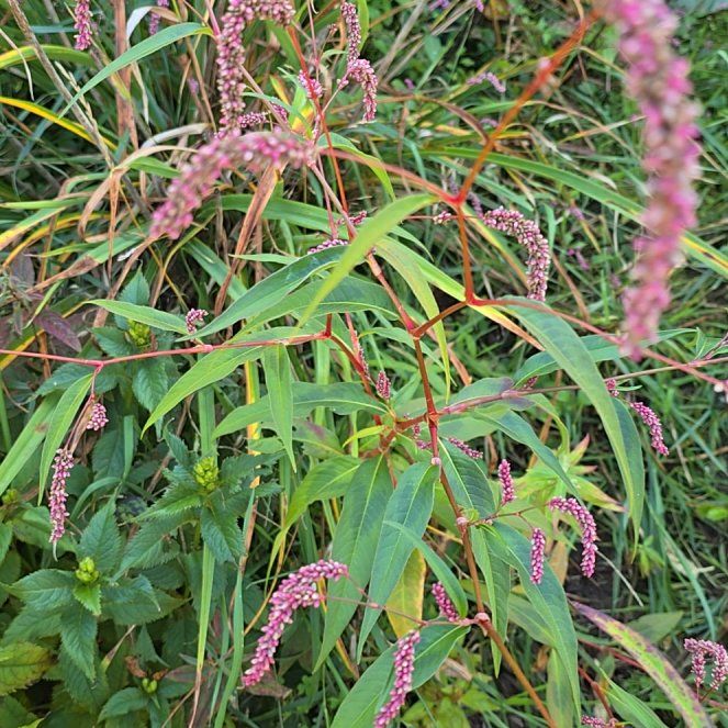 Photo of the plant species Willow Weed by @plantstate named Hemingway on Greg, the plant care app