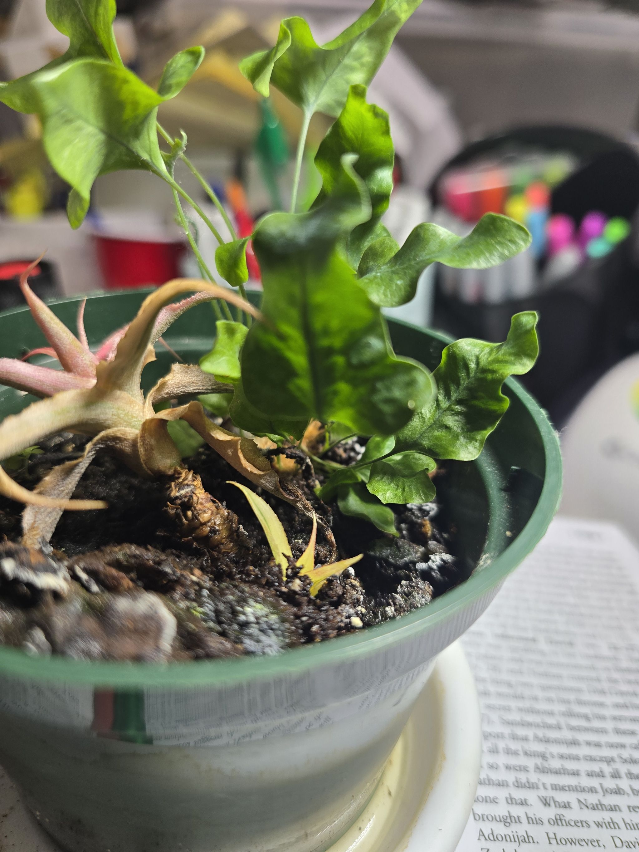 Photo from the post