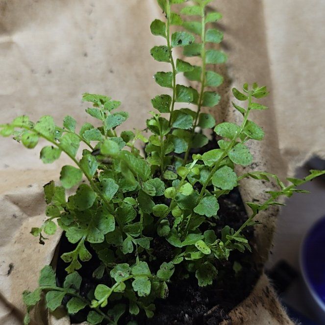 Photo of the plant species Green Spleenwort by @plantstate named Rihanna on Greg, the plant care app