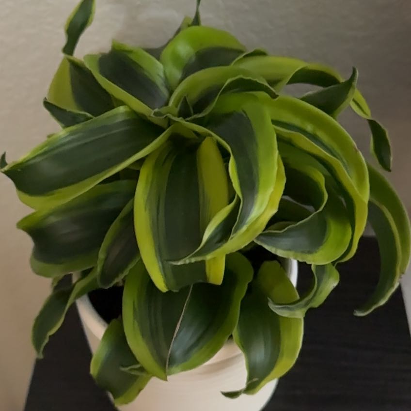 Dracaena 'Tornado' plant in a white pot with vibrant green leaves.