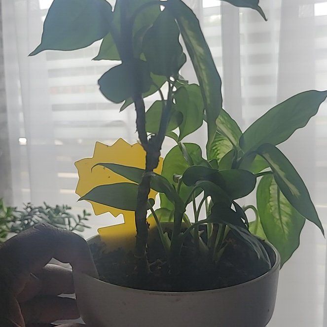 Photo of the plant species Rubber Plant 'Melany' by @ZealousLuscious named Foxxy on Greg, the plant care app