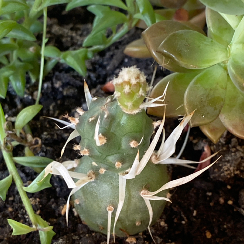 Turbinicarpus schmiedickeanus cactus with white spines and green body, soil visible, other plants in background.