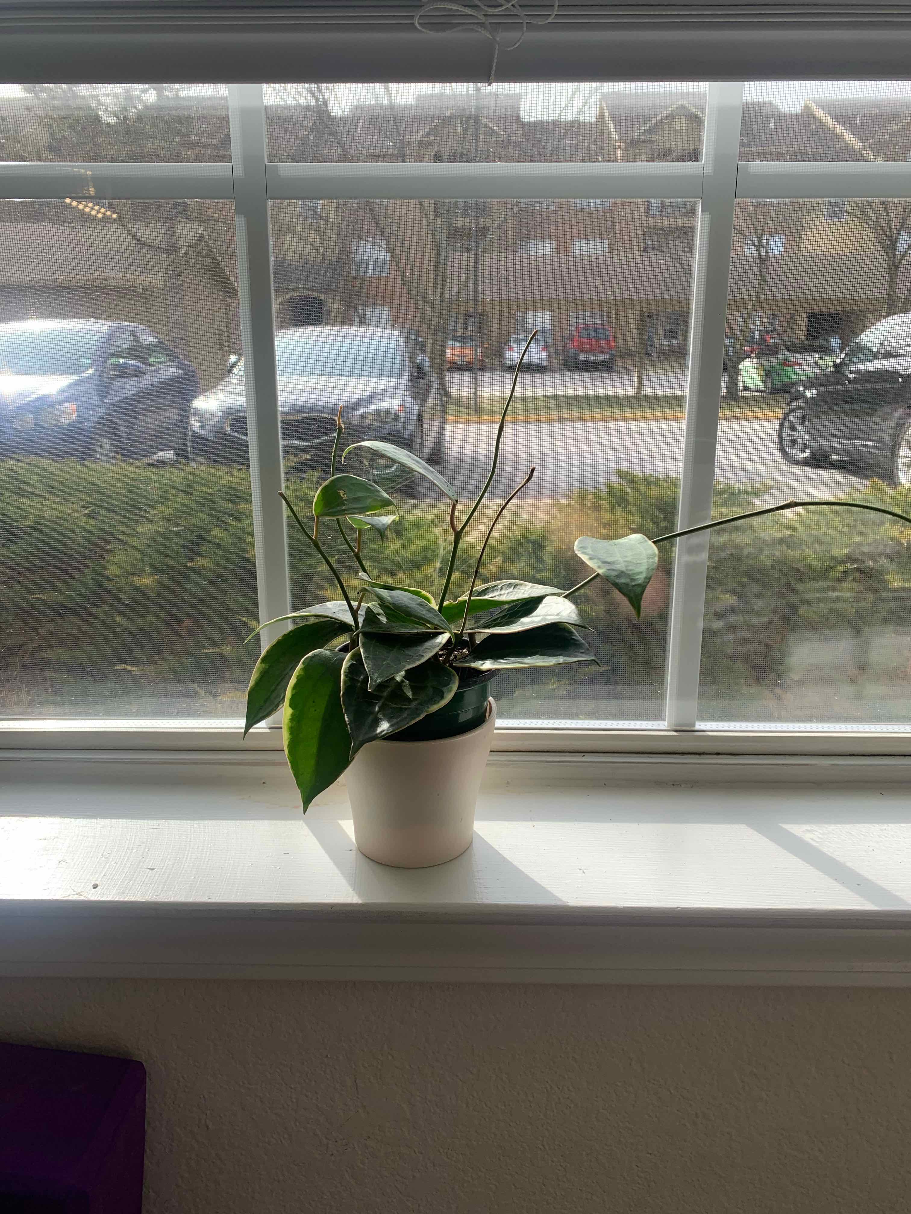 Hoya macrophylla plant on a windowsill with green leaves and visible veins.
