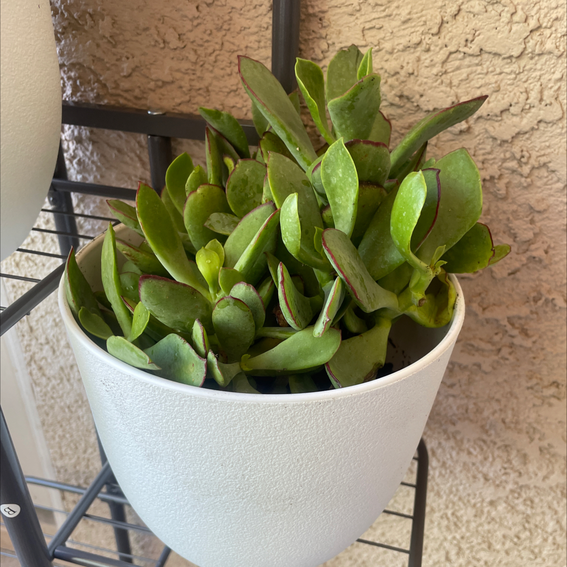 Cotyledon 'Mint Truffles' succulent in a white pot with green leaves and red edges.