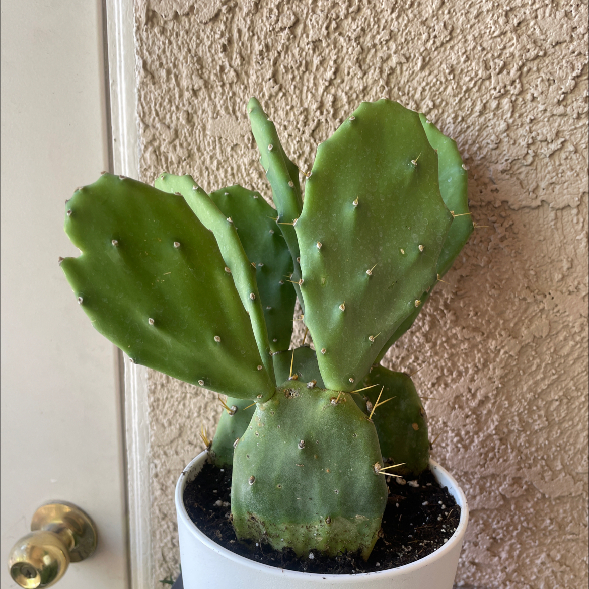 Photo of the plant species Opuntia aurantiaca by @NewGreydragon named Ace on Greg, the plant care app