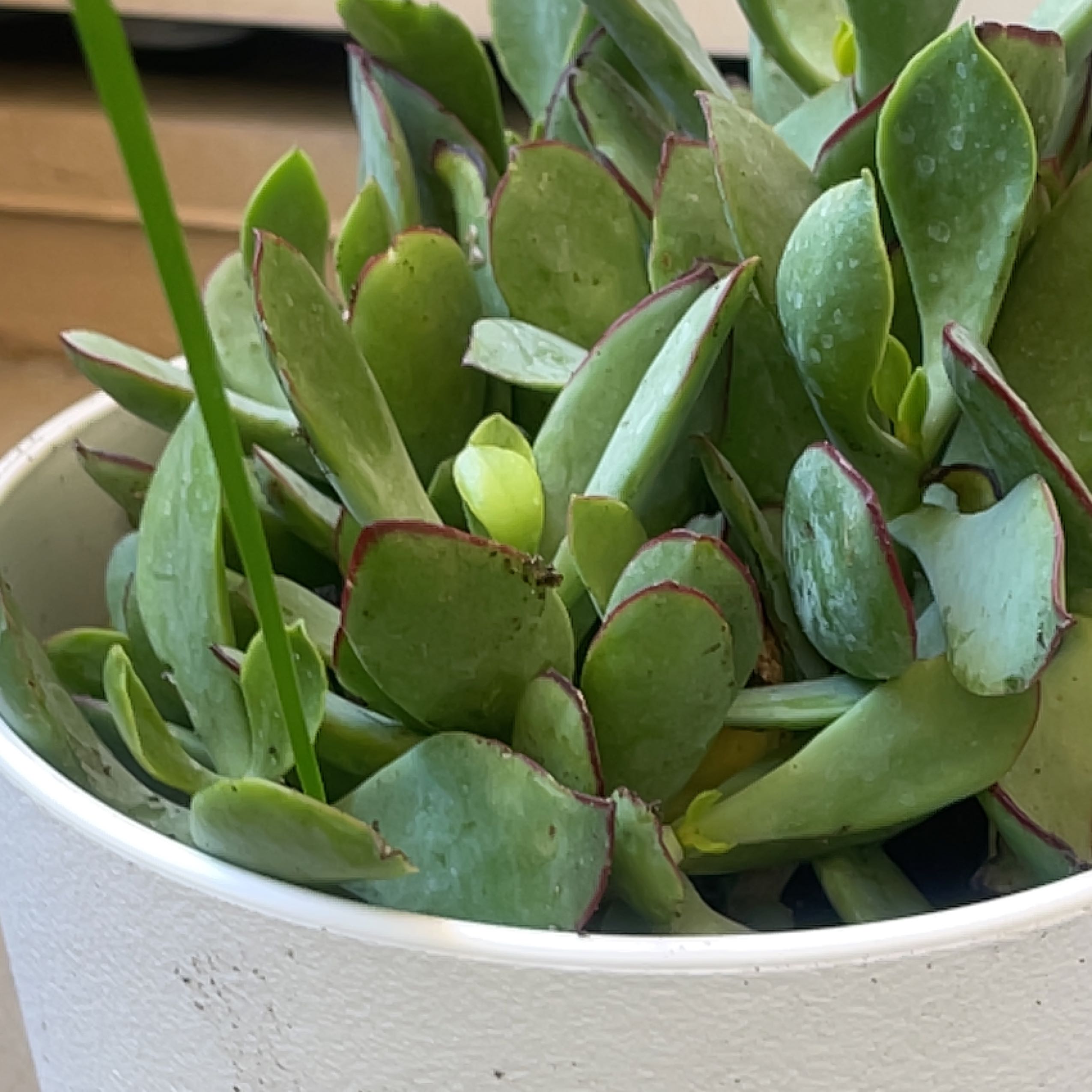 Cotyledon 'Mint Truffles' uploaded to the Greg plant app by @NewGreydragon
