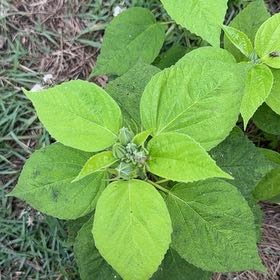 Photo of the plant species Crimsoneyed Rosemallow by @SpicyBlue named Rosa on Greg, the plant care app
