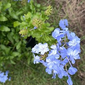 Photo of the plant species Blue Plumbago by @SpicyBlue named Leaf Erickson on Greg, the plant care app