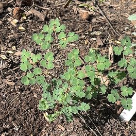 Photo of the plant species Veiny Meadow-Rue by @WarmZelkova named Cleopatra on Greg, the plant care app