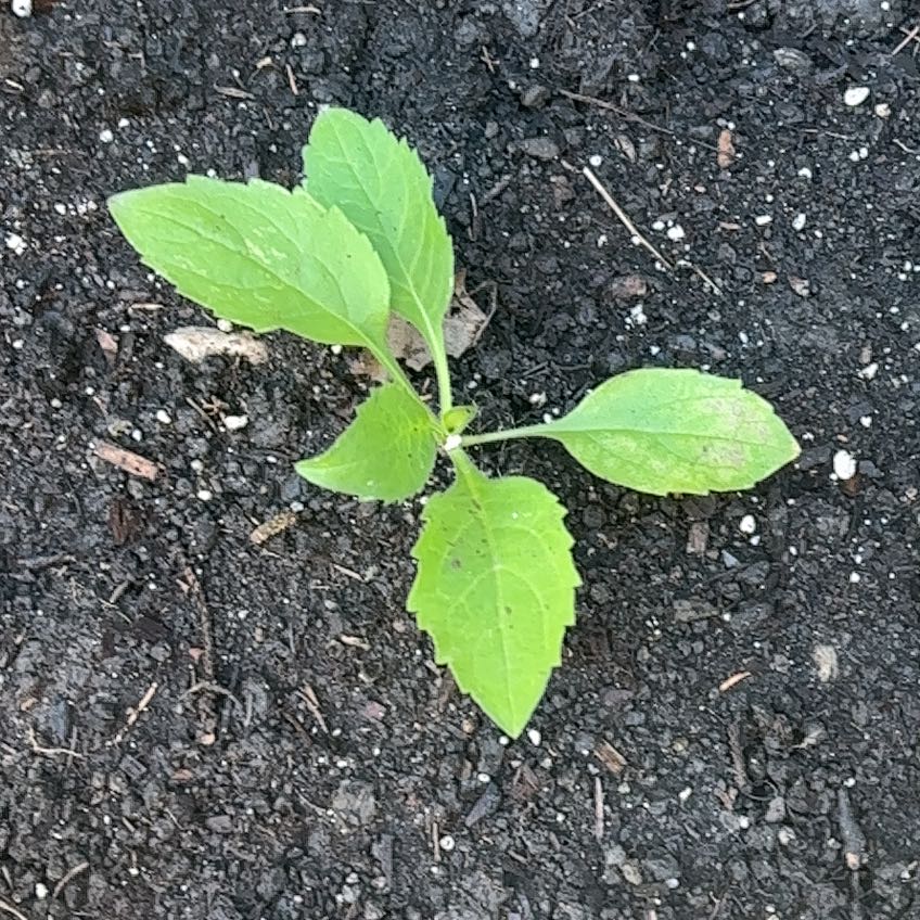 Photo of the plant species Showy Aster by @WarmZelkova named Austen on Greg, the plant care app