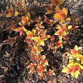 Photo of the plant species Japanese Meadowsweet by @WarmZelkova named Harper on Greg, the plant care app