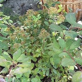 Photo of the plant species Japanese Meadowsweet by @WarmZelkova named Bella on Greg, the plant care app