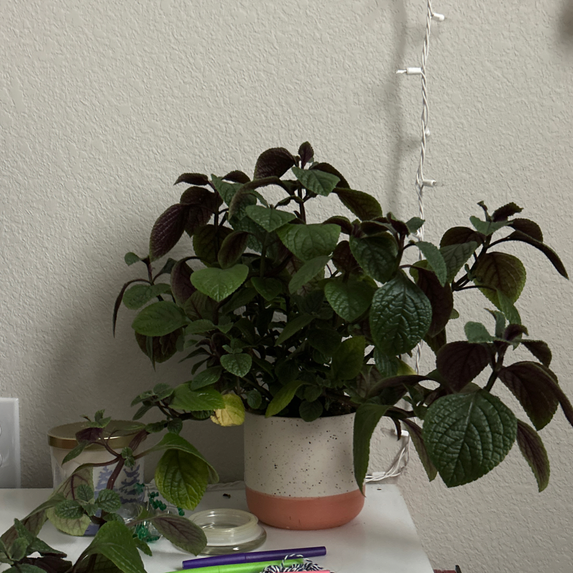 Potted Speckled Spur Flower plant with dark green leaves on a table with decorative items.