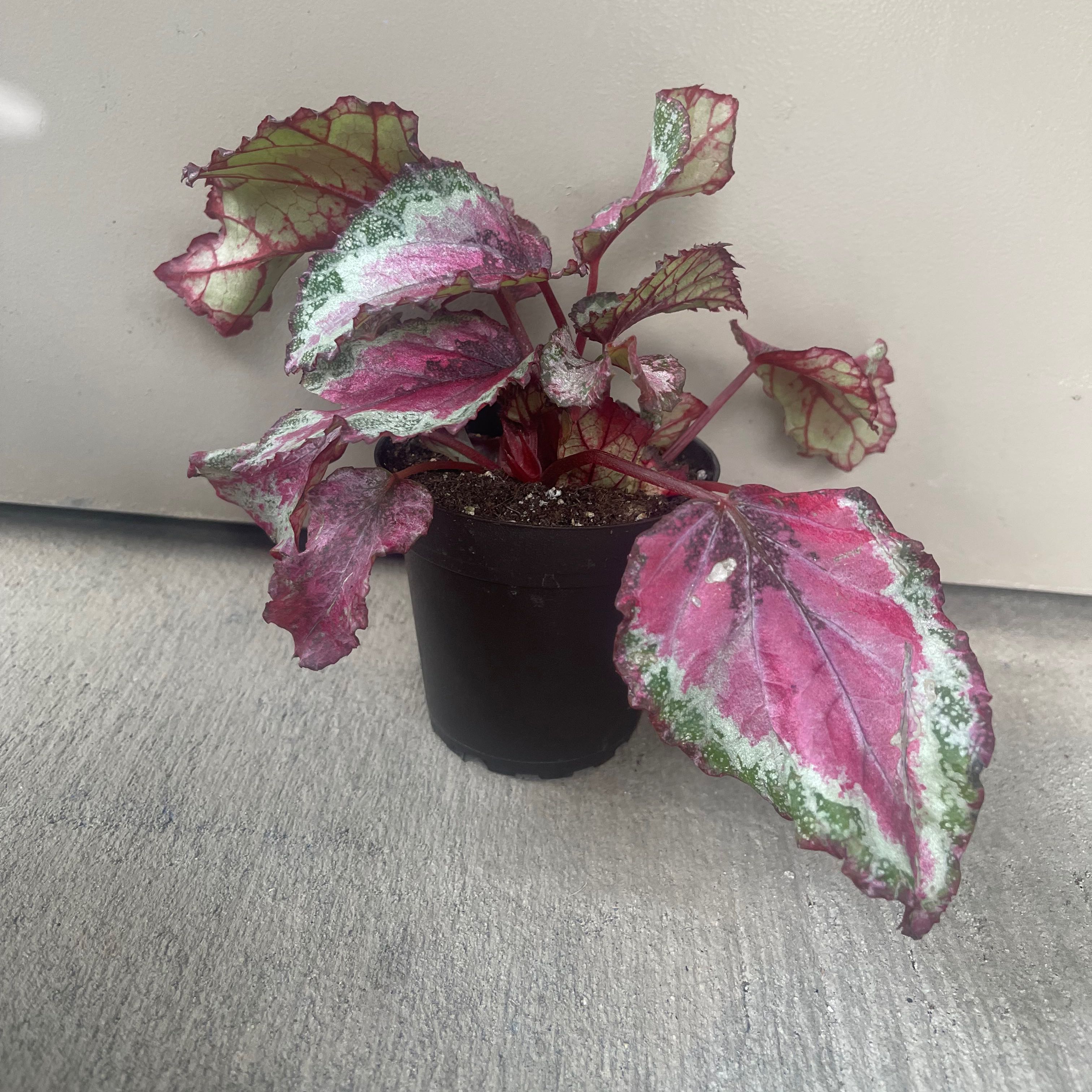 Painted-leaf Begonia in a small pot with multicolored leaves showing some browning.