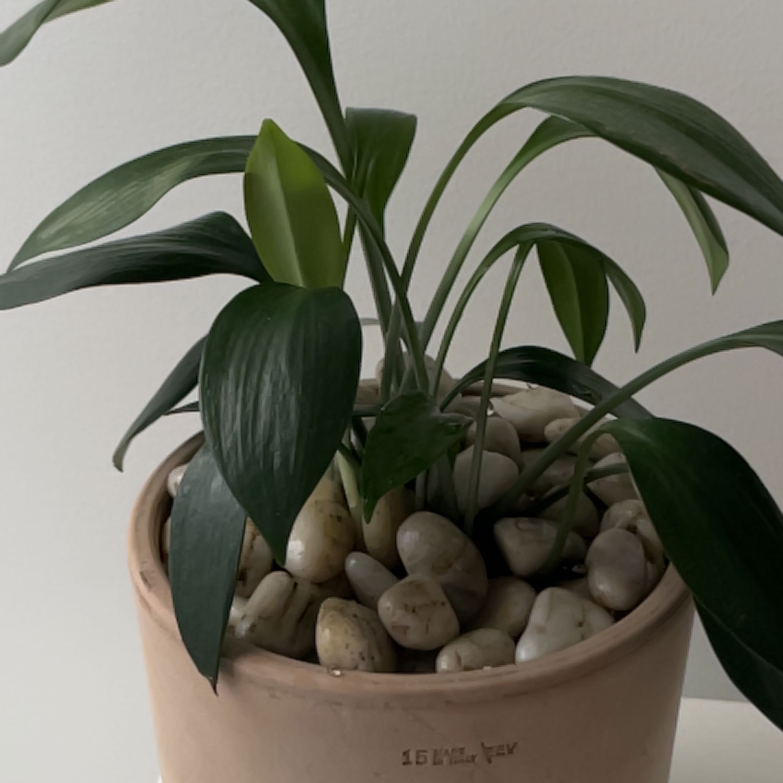 Photo of the plant species Green Supreme by @YardBurrchervil named McKinley on Greg, the plant care app