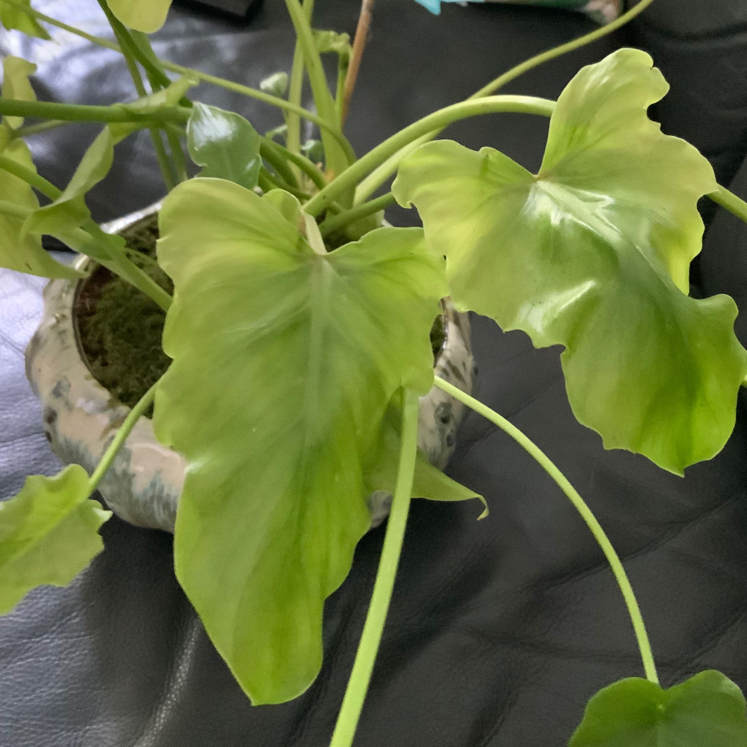 Photo of the plant species Little Holpe Philodendron by @MirthfulBokchoi named Khaleesi litte hope on Greg, the plant care app