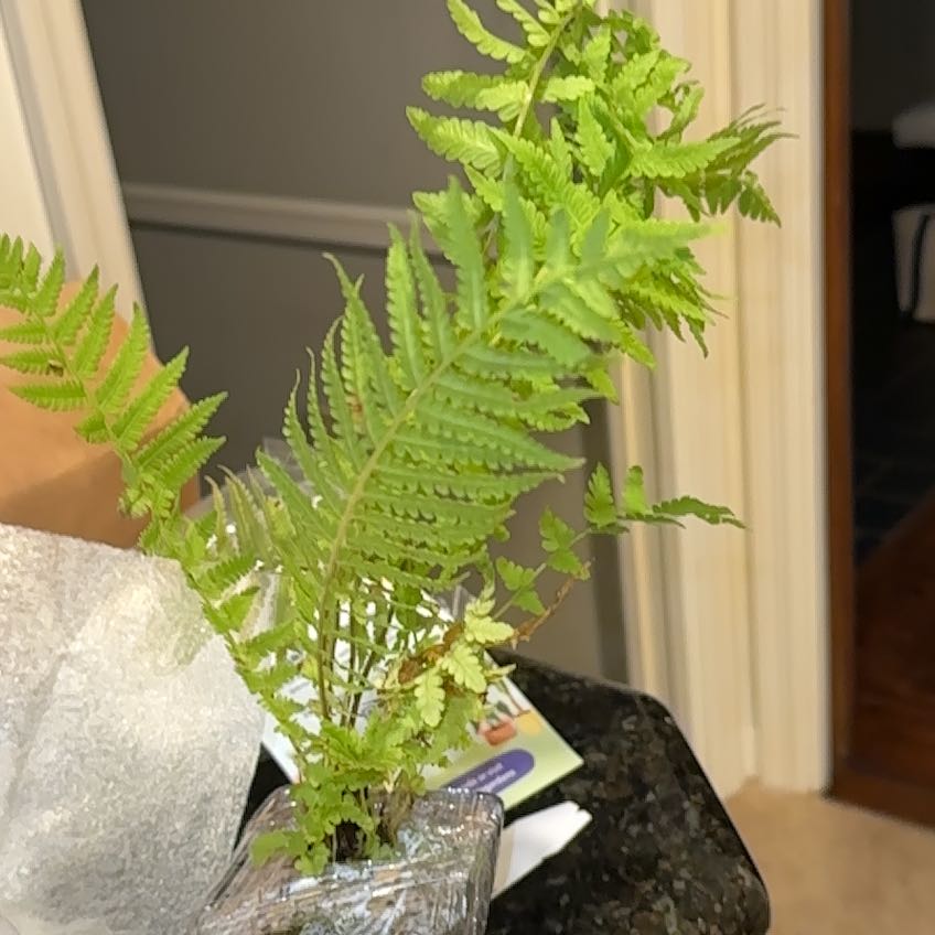 Photo of the plant species Hard Fern by @FunOpiumpoppy named Pax on Greg, the plant care app