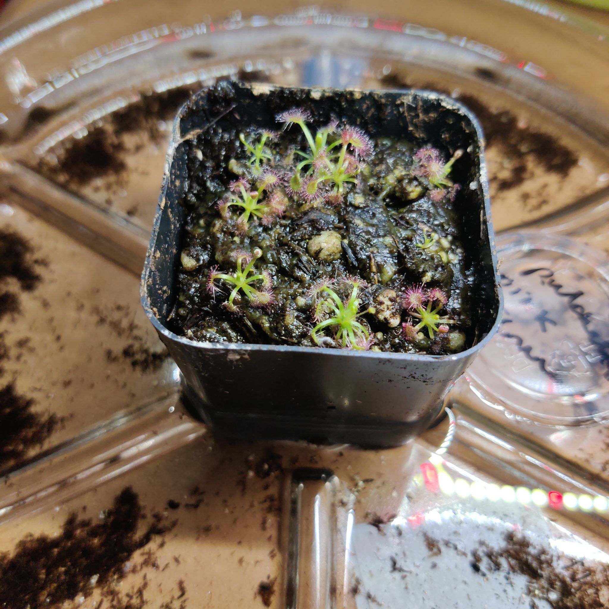 Photo of the plant species Drosera pulchella by @PrinceKingfern named Little Pinky on Greg, the plant care app