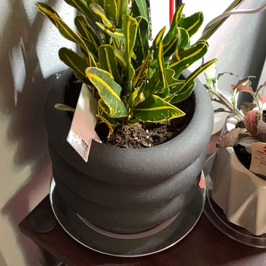 Banana Croton plant in a black pot with green leaves edged in yellow.