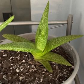 Photo of the plant species Knoppies Gasteria by @BossPetiveria named Zion on Greg, the plant care app