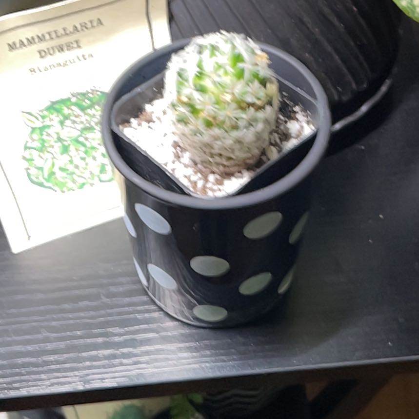 Photo of the plant species golf ball cactus by @BossPetiveria named Gregarious on Greg, the plant care app