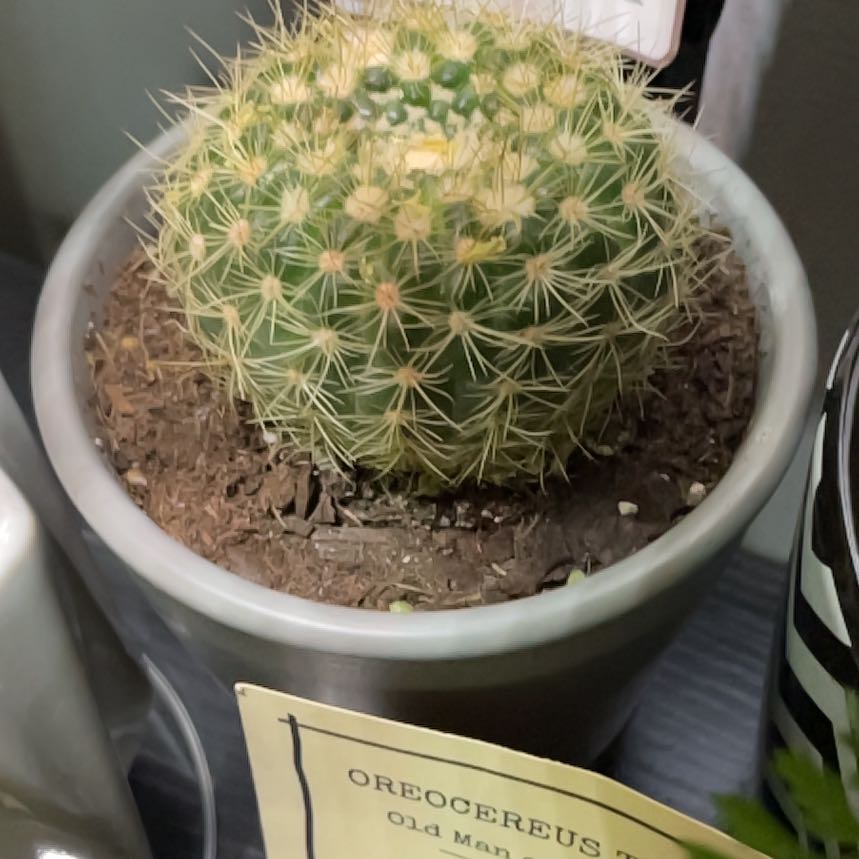 Photo of the plant species Notocactus elegans by @BossPetiveria named Sanders on Greg, the plant care app