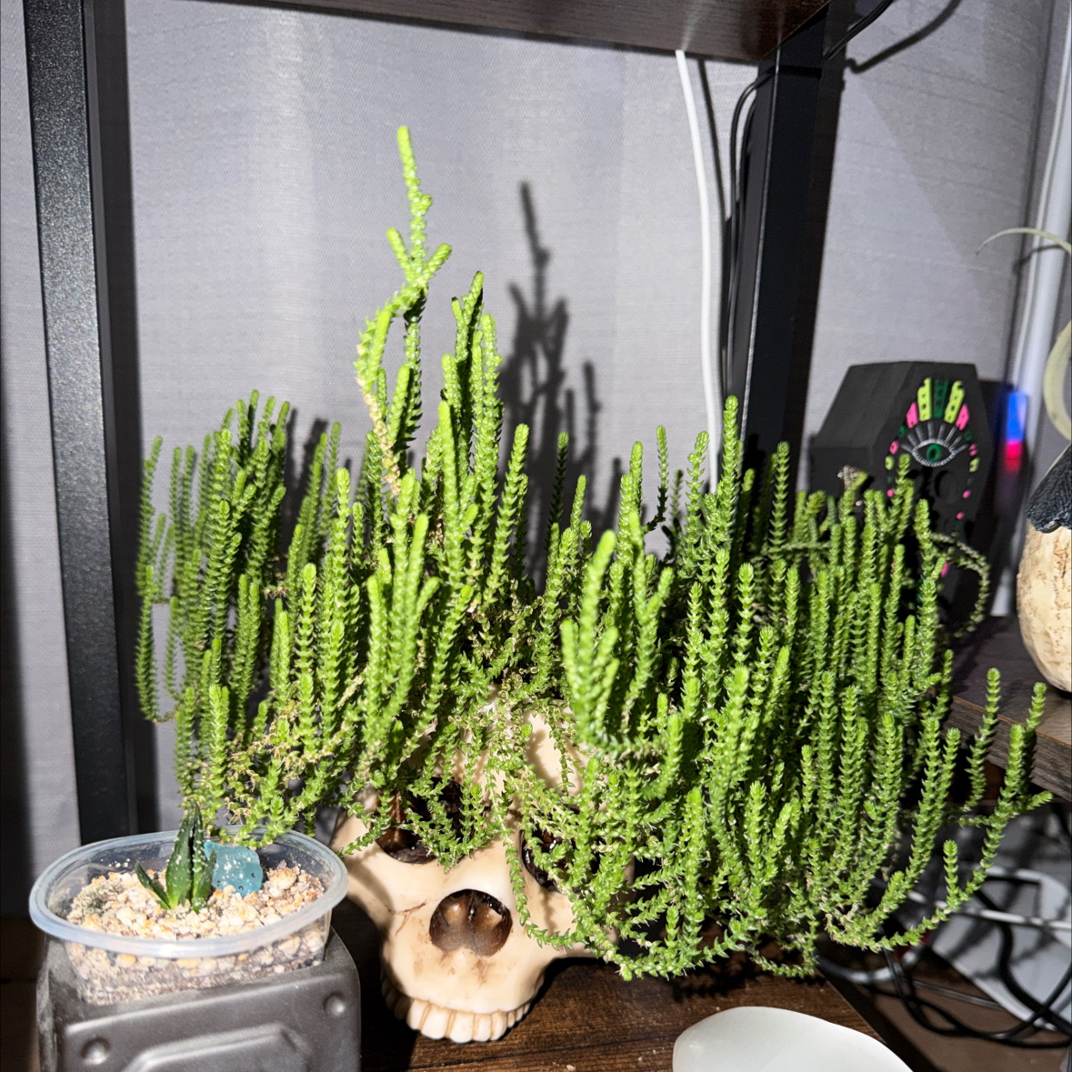 Photo of the plant species Water Chain by @13Stitches named My Friend Link on Greg, the plant care app