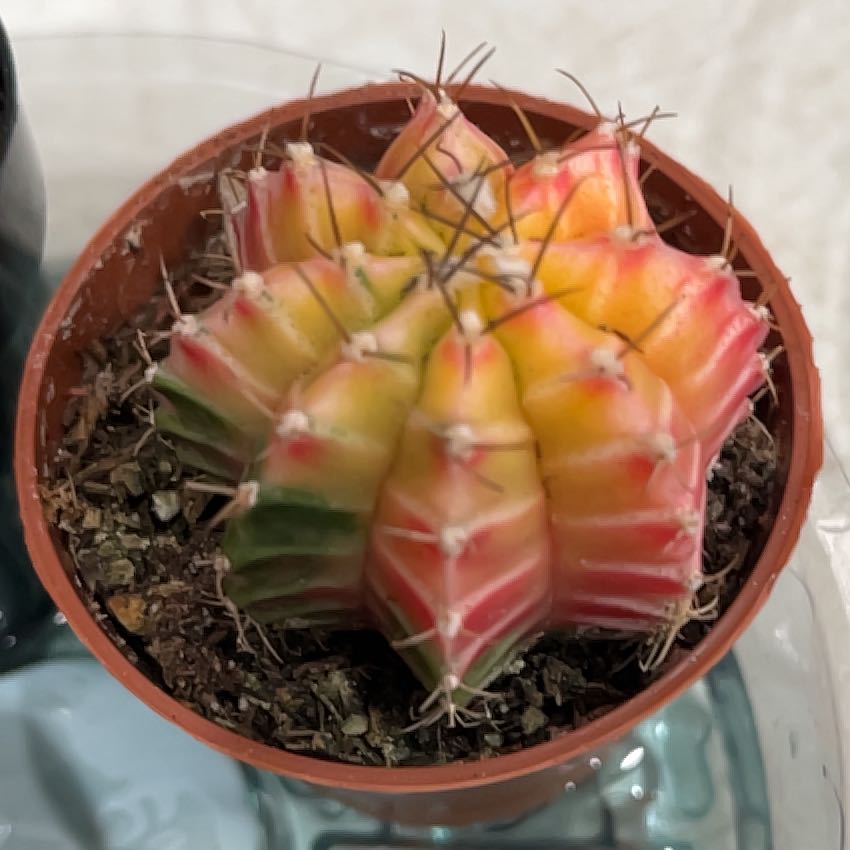 Photo of the plant species Variegated Moon Cactus by @13Stitches named Planty on Greg, the plant care app