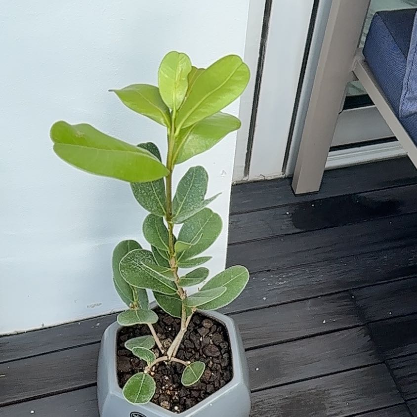 Photo of the plant species Madagascar caudex by @AlternateRuby named da Vinci on Greg, the plant care app