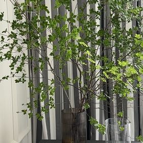 Photo of the plant species Enkianthus quinqueflorus by @AlternateRuby named Winston on Greg, the plant care app