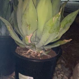Photo of the plant species Agave 'Blue Flame' by @danhz named Tupot amaroot on Greg, the plant care app
