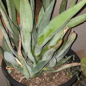Photo of the plant species Palmer's Century Plant by @danhz named Tree Diddy on Greg, the plant care app